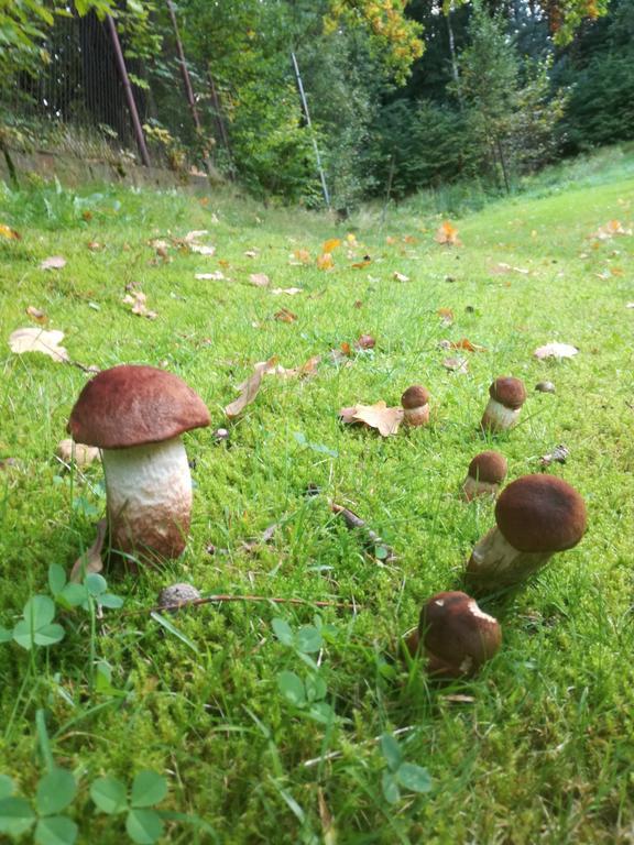 Agromurena Gryfow Slaski Luaran gambar