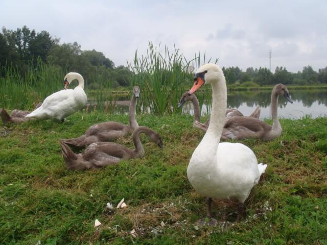 Agromurena Gryfow Slaski Luaran gambar